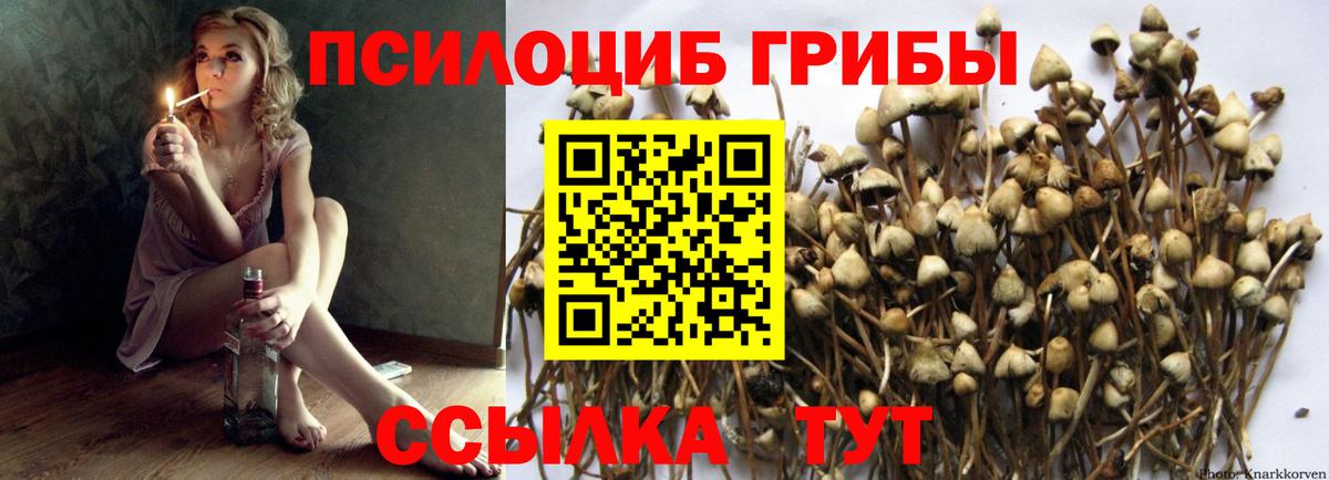 Алушта  Псилоцибиновые грибы MAGIC MUSHROOMS  Вход с VPN  Галлюциногенные грибы GOLDEN TEACHER 